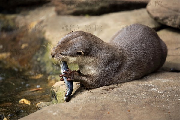 Oriental small clawed Otter