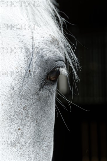 Thoroughbred Arabian