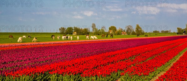 Flowering tulip fields