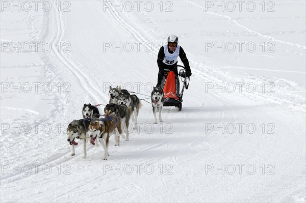 Musher with sled dog team