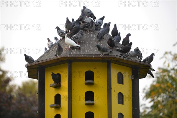 Dovecote