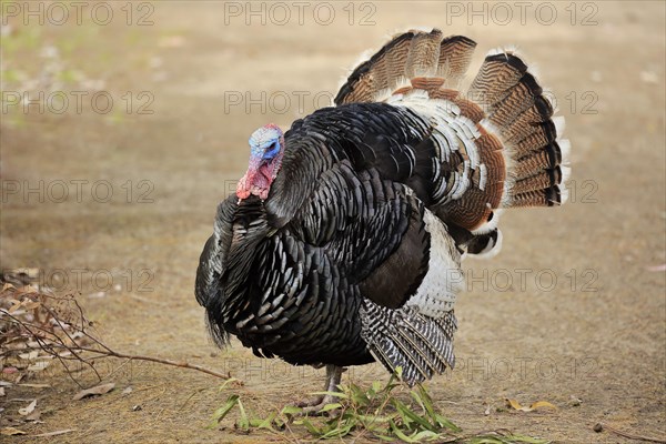 Wild Turkey