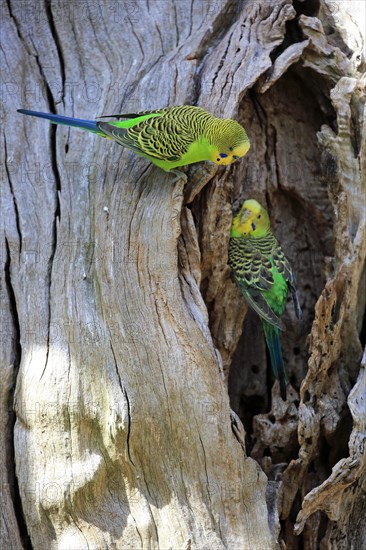 Budgerigar