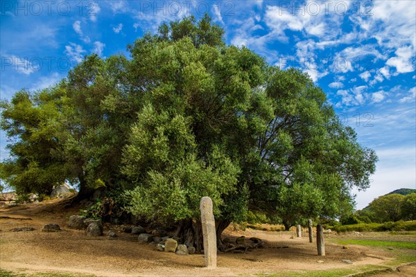 Menhir statues in the plain in front of a 1200 year old olive tree