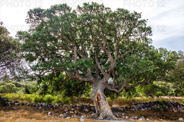 Cork oak in the archaeological site of Filitosa