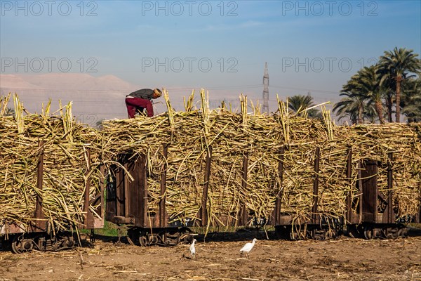 Sugar cane harvest