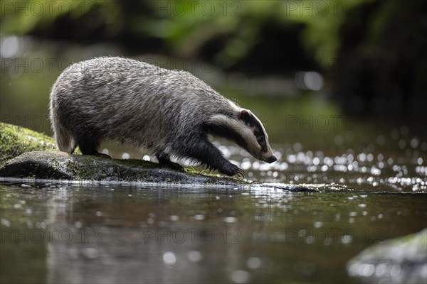 European badger