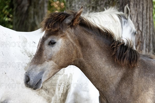 Arabian chestnut filly