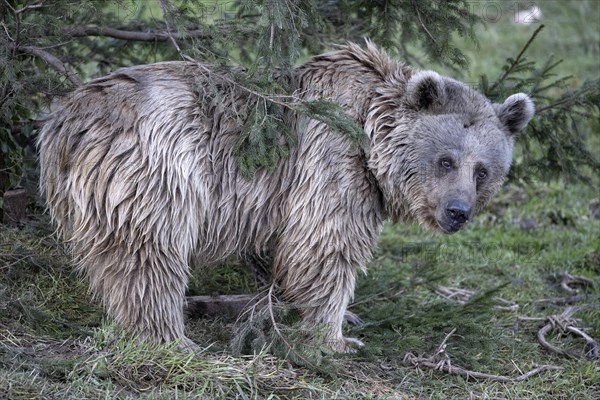 Syrian brown bear