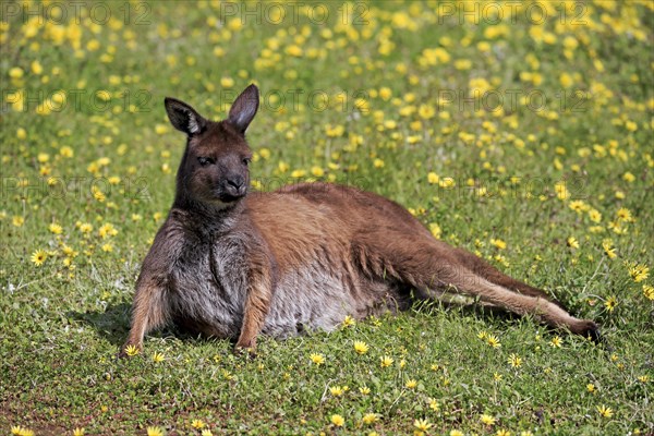 Kangaroo island grey kangaroo