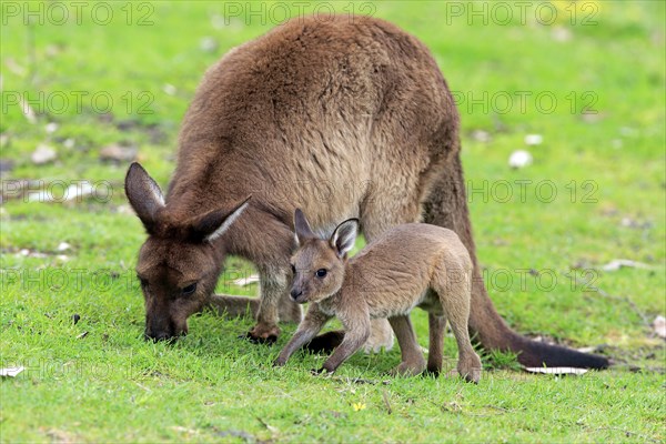 Kangaroo Island Kangaroo