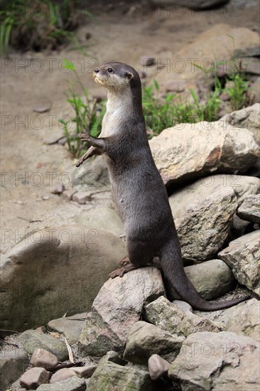 Oriental small clawed Otter