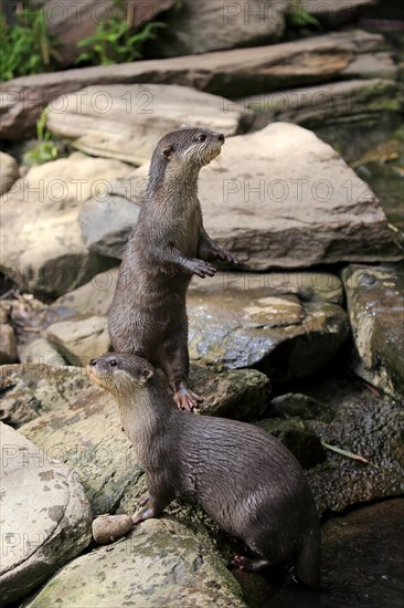 Oriental small clawed Otter