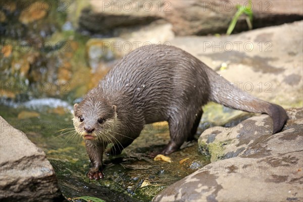 Oriental small clawed Otter