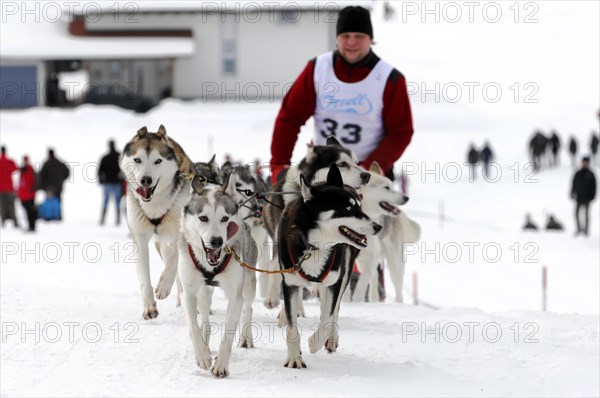 Musher with sled dog team