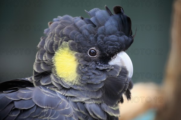 Yellow-tailed black cockatoo