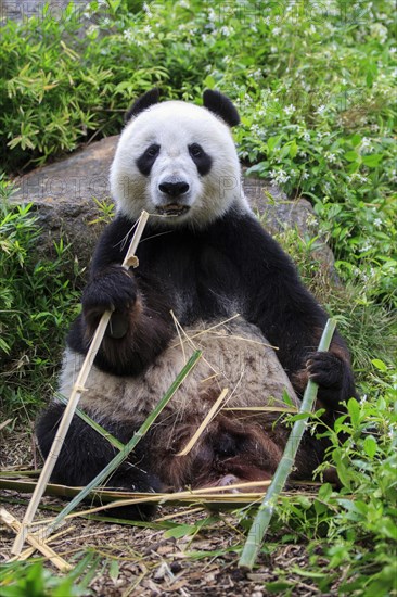 Giant panda