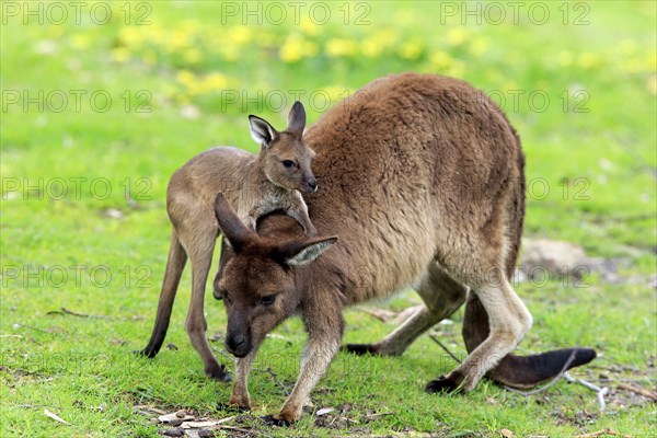 Kangaroo Island Kangaroo