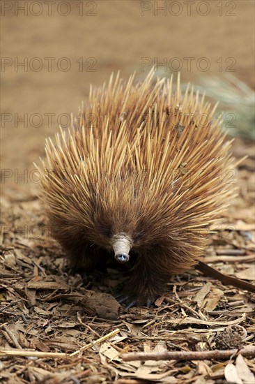 Short-billed Echidna