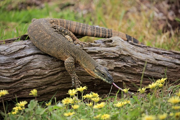 Rosenberg's Monitor