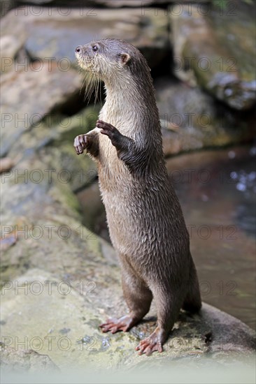 Oriental small clawed Otter