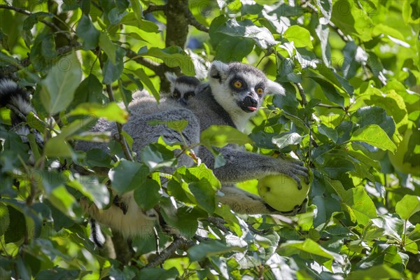 Ring-tailed lemur