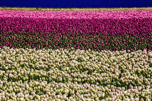 Flowering tulip fields