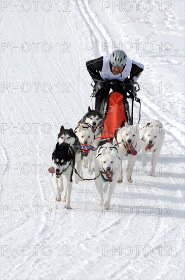 Musher with sled dog team