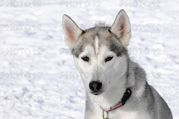 Siberian Huskies