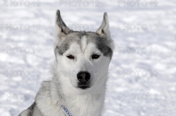 Siberian Huskies