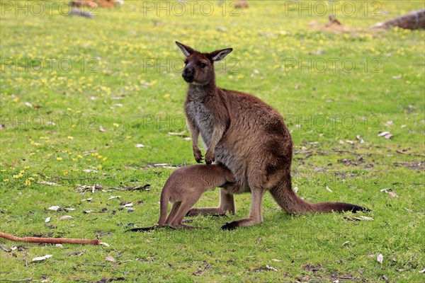 Kangaroo island kangaroo