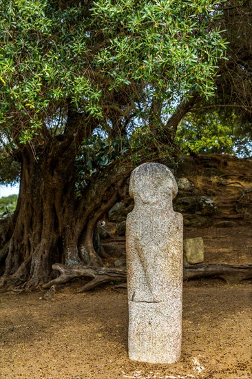 Menhir statues in the plain in front of a 1200 year old olive tree