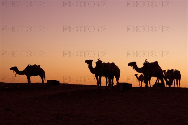 Dromedaries in the backlight of the evening sky