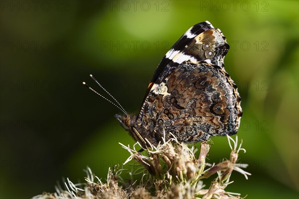 Red admiral