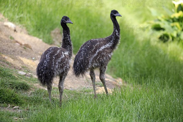 Emu