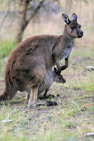 Kangaroo Island Kangaroo