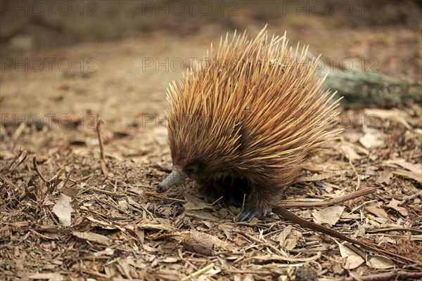 Short-billed Echidna