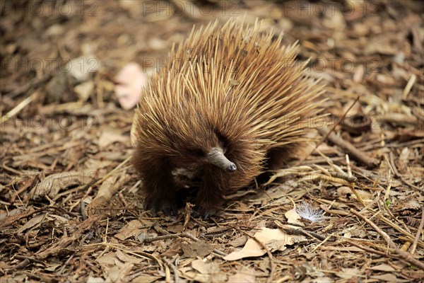 Short-billed Echidna