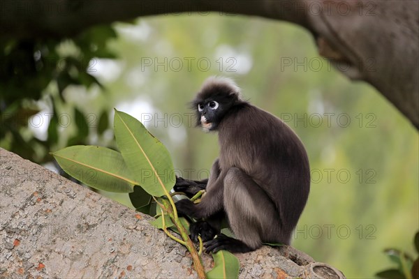 Dusky leaf monkey