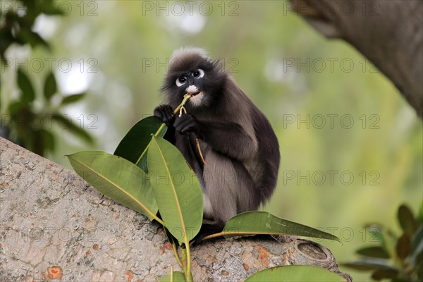 Dusky leaf monkey