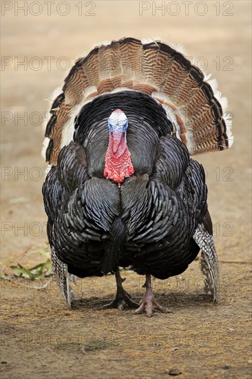 Wild Turkey