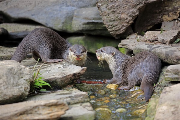 Oriental small clawed Otter