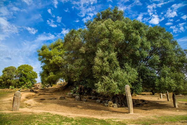 Menhir statues in the plain in front of a 1200 year old olive tree