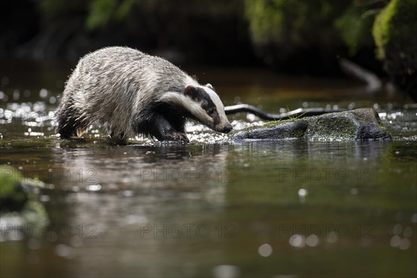 European badger