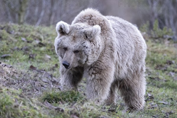 Syrian brown bear