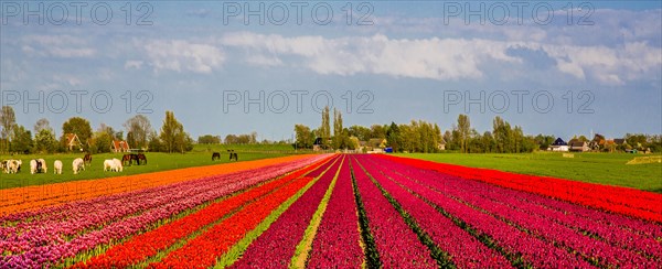 Flowering tulip fields