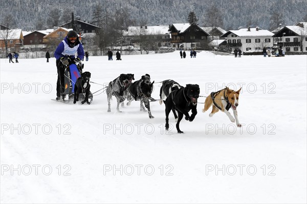 Musher with sled dog team