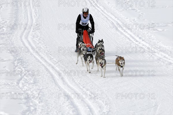 Musher with sled dog team