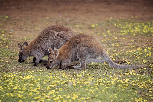 Bennett Wallaby