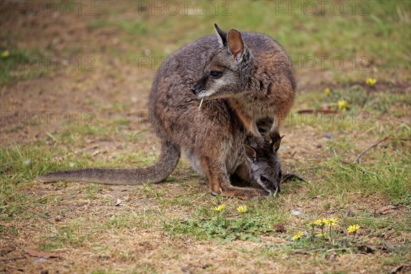 Tammar Wallaby